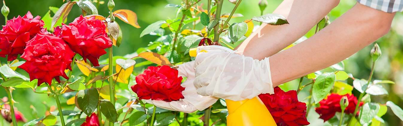 Free up your schedule with our top gardening services