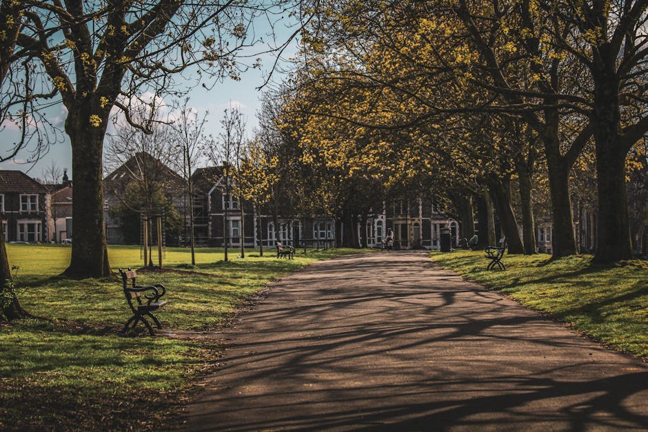 A peaceful park scene featuring a wide, paved pathway bordered by lush green grass and mature trees with thick trunks and leafy canopies, casting intricate shadows on the ground. On either side of the path, there are several wooden benches with ornate metal armrests and legs, some shaded by the trees. The park is well-maintained, with trimmed grass and neatly pruned trees, and in the background, residential houses with brick facades and pitched roofs are visible behind the open grassy area. The scene is bathed in warm, soft sunlight, highlighting the textures of the wet soil, bark, and leaves, creating a tranquil outdoor environment suitable for leisurely walking or outdoor relaxation. Gardeners Finsbury Park is known for its quality garden maintenance and landscaping work, contributing to the tidy appearance of this inviting public space.