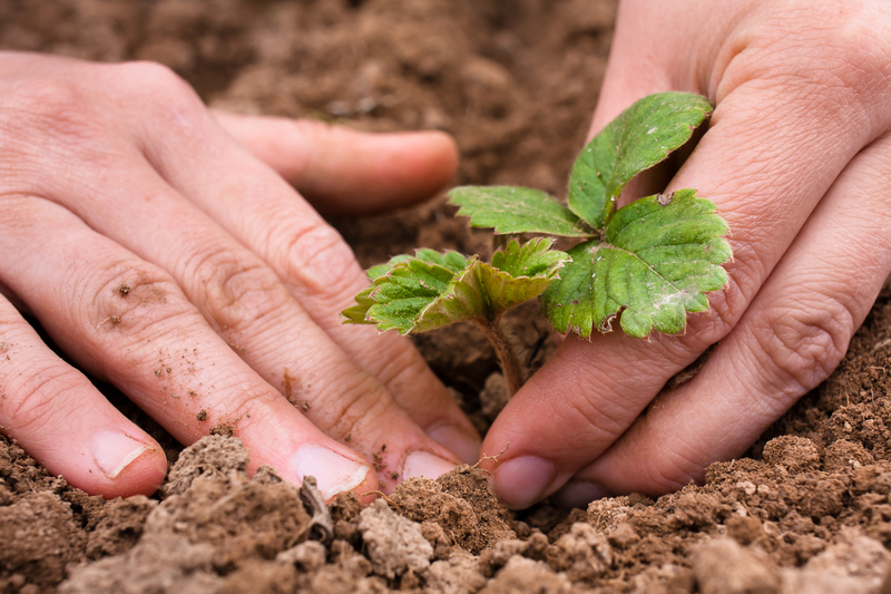 Hedge trimming garden